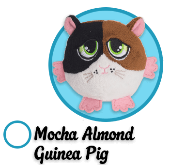 Mocha Almond Guinea Pig